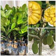 Anak pokok Nangka madu j33 hybrid