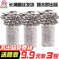 [2447People Collection]Mushroom Cultivation Kit Indoor Mushroom Cultivation Artificial Mushroom Four