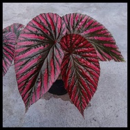 Terbaru Tanaman Bunga Begonia Rex Wallet / Begonia Rex Walet Original