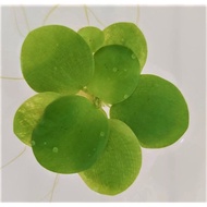 Amazon Frogbit / Limnobium laevigatum / Azolla / Kiambang