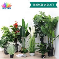 【假盆栽植物/仿真植物】仿真树植物大型旅人蕉盆景室内家居装饰摆件天堂鸟假树绿植盆栽