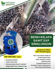 Bibit polong  sawit  PPKS  Simalungun original unggul