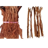 Sintuk Root - Beluru Root - 2 bundles