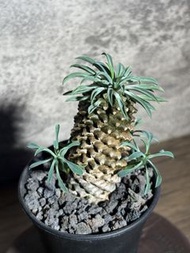 🌿【肉町】鐵甲麒麟｜Euphorbia bupleurifolia 多肉植物 塊根植物 仙人掌 小盆栽 生日禮物🌿
