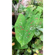 【Real Live Plant】 Caladium Bicolor Florida Clown Plant 五彩芋 卡拉双色小丑 植物 叶子盆栽 Keladi