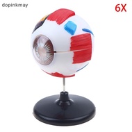 dopinkmay Eyeball Anatomy Model For Eye Diseases Study, 6X Human Eye Anatomy Model Eye Anatomy Model