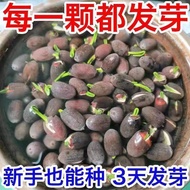 Ready Stock Fast Shipping Four Seasons Flowering Hydroponic Vegetable Lotus Seed Lotus Seed Lotus Se