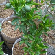 Bibit Buah Jeruk Dekopon Kondisi Sudah Berbuah Rimbun | Pohon jeruk