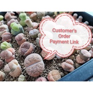 Customer's Order Payment Link 生石花 Lithops