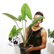 INCLUDE PPN! FahriOrchid - Alocasia zebrina