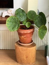 福壽秋海棠Begonia phuthoensis