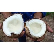 POKOK KELAPA JELLY HYBRID