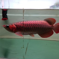 ikan arwana super red