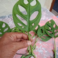 jual bibit monstera janda bolong daun pancing