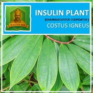 LIVE PLANT : INSULIN PLANT (இன்சுலின் செடி) • CHAMAECOSTUS CUSPIDATUS • SPIRAL GINGER • COSTUS IGNEU