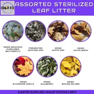 Assorted Leaf Litter — (Dried Mulberry / Fermented Oak / Sycamore Maple / Ginkgo Biloba / White Oak 