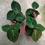 anthurium kuping gajah hu / king of spades