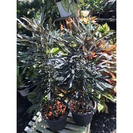 5-Pointed Black Garuda Nails Auspicious Wood