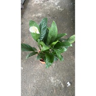 Peace Lily / Spathiphyllum/ anak pokok/ 150mm Pot Indoor Live Plant Air Purifying Pokok Hiasan