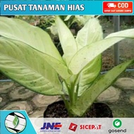 TANAMAN HIAS AGLONEMA WHITE TISU//AGLONEMA WHITE TISSUE