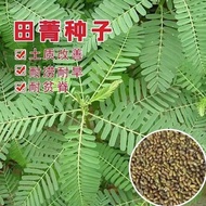 Field Seeds Orchard Soil Improvement Alkali Essence Beans Drought-Resistant Drought-Resistant Salt-R