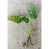 CUTTING Monstera [MONSTERA BOLONG/ADANSONII]