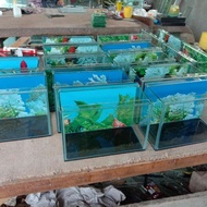 Aquarium soliter ikan cupang + background 20x15x15