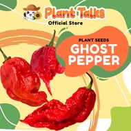 Plant Talks Ghost Pepper Chilli Plant Seed BHUT JOLOKIA Super Hot Chillies Non GMO