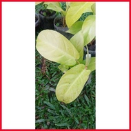 ♘ ◺ ✼ PHILODENDRON ORLANDO (Lemon Lime)Philodendron hederaceum Lemon