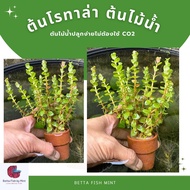 ต้นโรทาล่า (ต้นไม้น้ำ พร้อมกระถาง) เขียวสวย ไม่ต้องง้อ CO2! (เลี้ยงง่าย มือใหม่ก็ปัง)