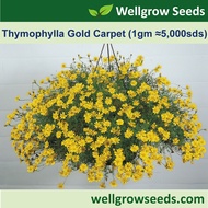 Thymophylla Gold Carpet (1gm Approx 5000 sds) Flower Seeds Wellgrow Seeds