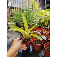 Bromeliad anak.pokok / live plant