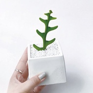 (預購) 網美風 ! 魚骨令箭仙人掌 方形漸層水泥仙人掌植栽