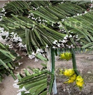 Malaysia Stock Yellow Dragon Fruit Cutting (Keratan Buah Naga Kuning 黄色火龙果苗) For Planting Price Per 