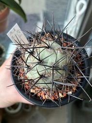 HOLD阿根廷原產 強刺習志野 深黑強刺 NT-170 Tephrocactus geometricus多肉植物 仙人球  龍舌蘭 塊根SRL
