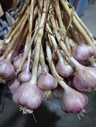 กระเทียมไทย 1กก. กระเทียมสายน้ำแร่ กระเทียมม่วง Thai garlic กระเทียมแม่ฮ่องสอน