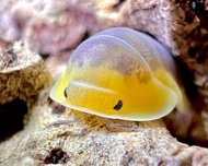 1 pc Cubaris "Lemon Blue" Isopod [Terrarium Pets Cleaning Crew Exotic Pets Reptiles Snakes Tank Encl
