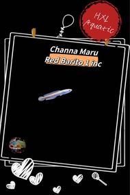印尼红梅花斑雷龙 Channa Maru-Red Barito 1 inc++
