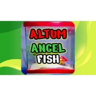 DECORATION FOR AQUARIUM ALTUM ANGEL