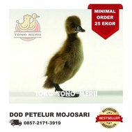 DOD Anak Bebek Betina Petelur Lokal (Bebek Mojosari)