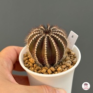 แผงคอม้า Uebelmannia แคคตัส กระบองเพชร cactus&amp;succulent