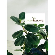 Ficus Microcarpa Chinese Fig Live Plant Pokok Jejawi Bonsai 马来亚榕 Banyan Ornamental Plant