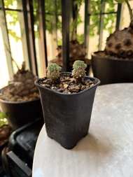 塊根植物 白皮月界