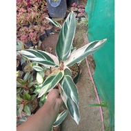✹✢Available Live plants for sale (Calathea Triostar)