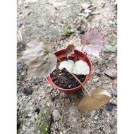 Begonia / Anak pokok Baldu