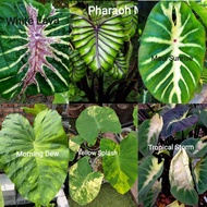 Colocasia White Lava Pharaoh Mask Maui Sunrise Morning Dew  Yellow Splash Tropical Storm Aquatilis N