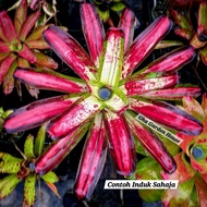 Neo Big Bopper id tahan panas jenis Besar / Bromeliad by Gha Garden House