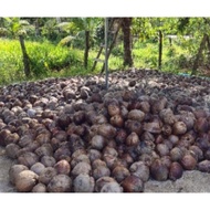 Kelapa Matag Tua/Matang Untuk dijadikan benih atau induk / Ready stok