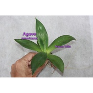 Agave americana Organic century plant young plant 2 years old