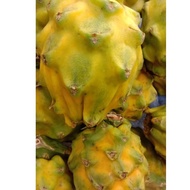 Juicy Dragon Fruit - Yellow Skin White Flesh - IMPORTED 燕窝果